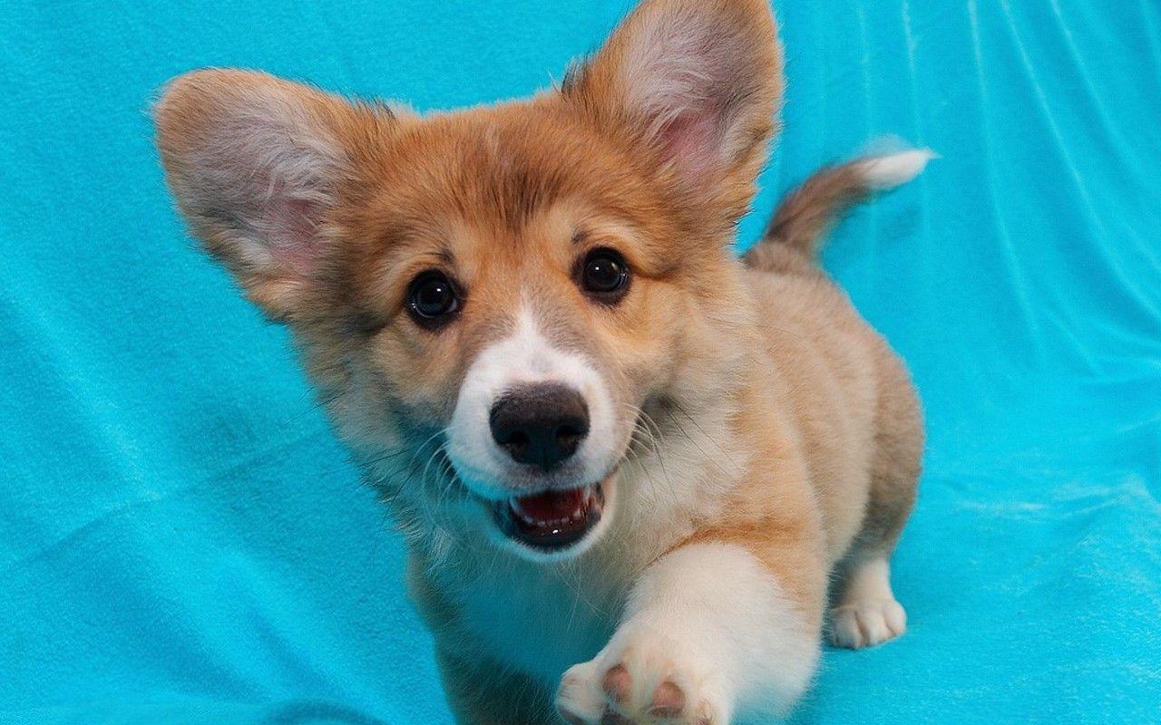 1280x800 Corgi Wallpaper