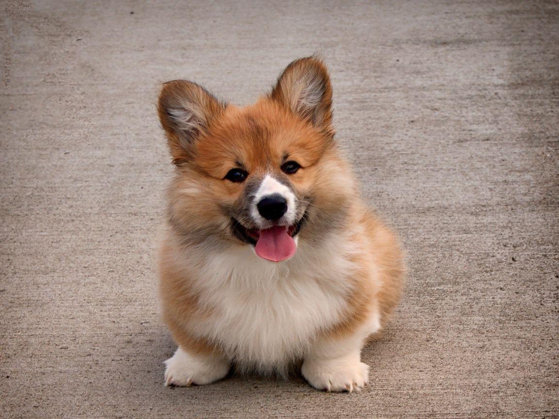 1152x864 Download wallpaper 1152x864 welsh corgi, puppy, dog, cute standard 4:3 HD background