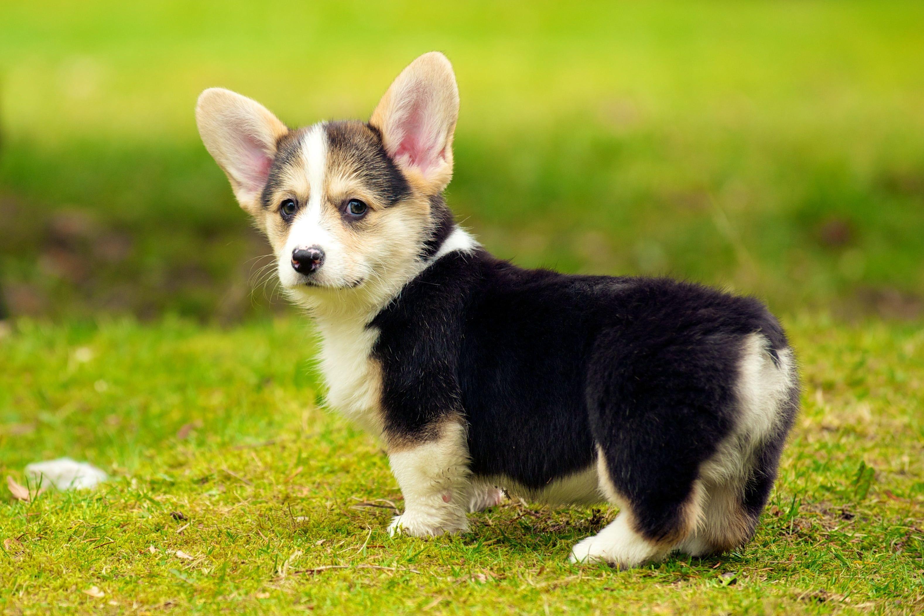 Baby Corgi Wallpapers - Top Free Baby Corgi Backgrounds - WallpaperAccess