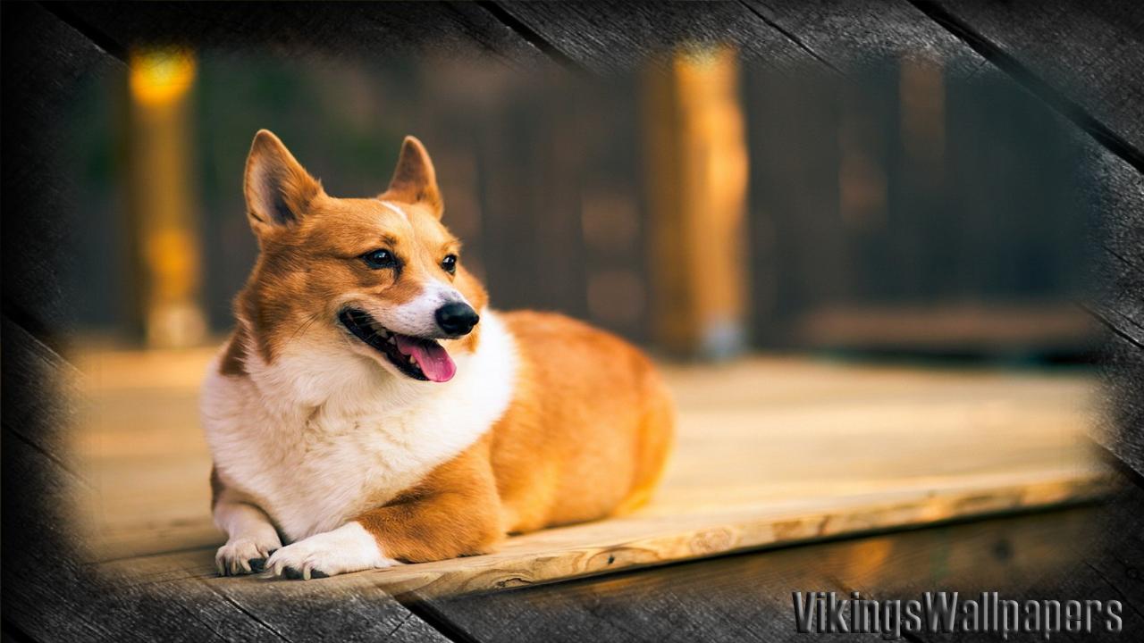 1280x720 Corgi Wallpaper for Android