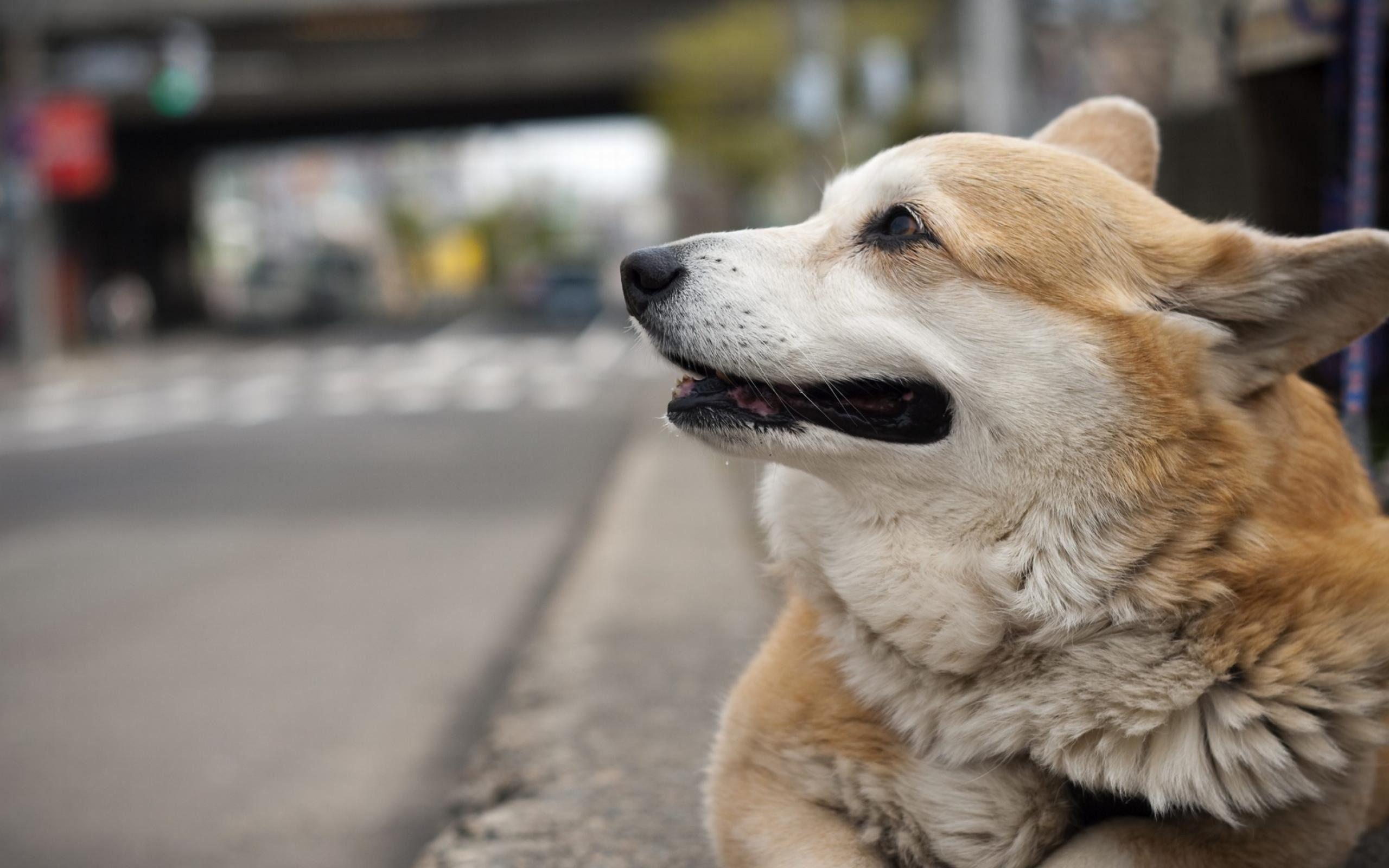 2560x1600 Dog Pembroke Welsh Corgi Animal Wallpaper Selection