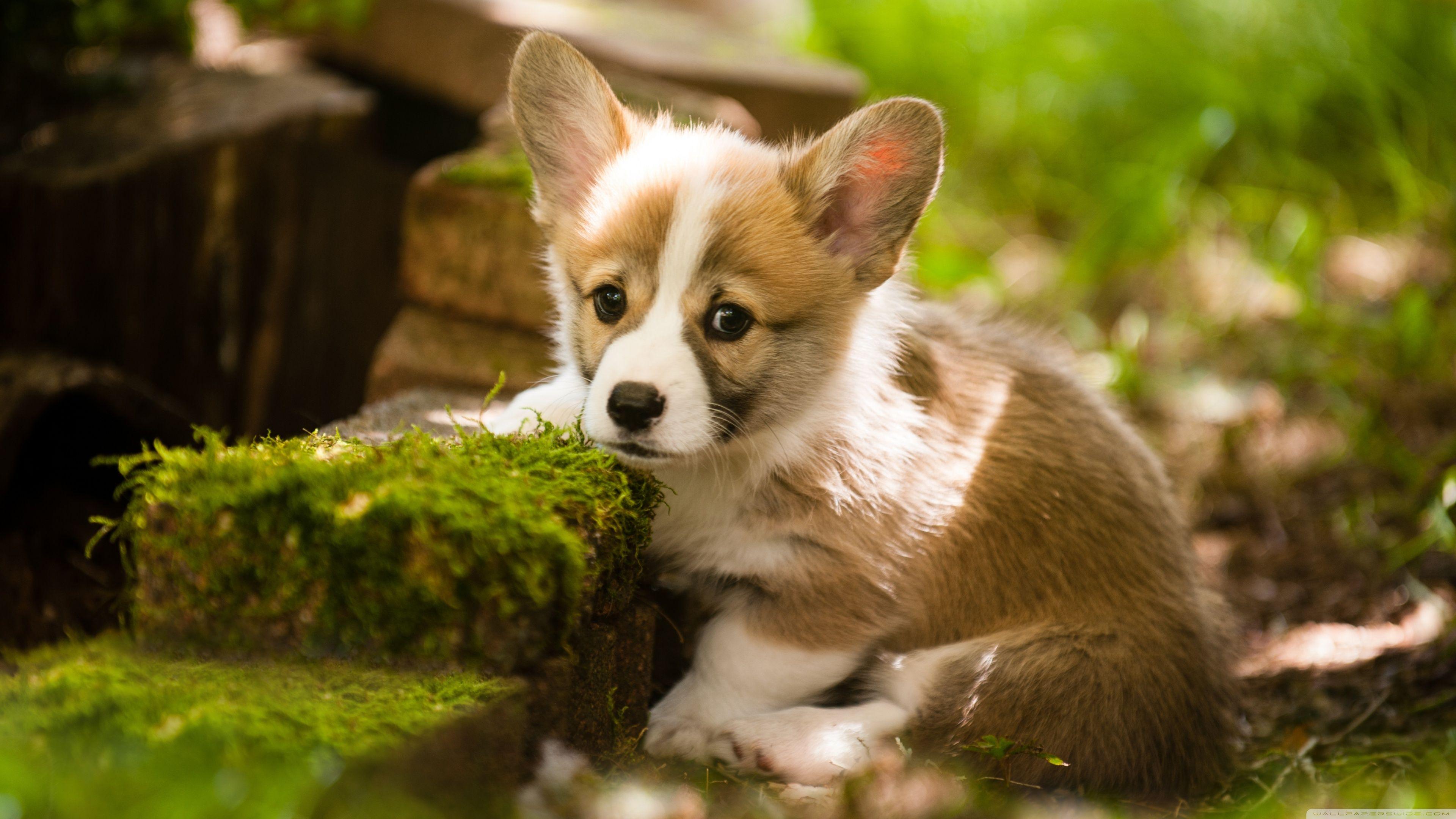3840x2160 Adorable Pembroke Welsh Corgi Puppy Ultra HD Desktop Background Wallpaper for 4K UHD TV : Widescreen & UltraWide Desktop & Laptop : Multi Display, Dual Monitor : Tablet