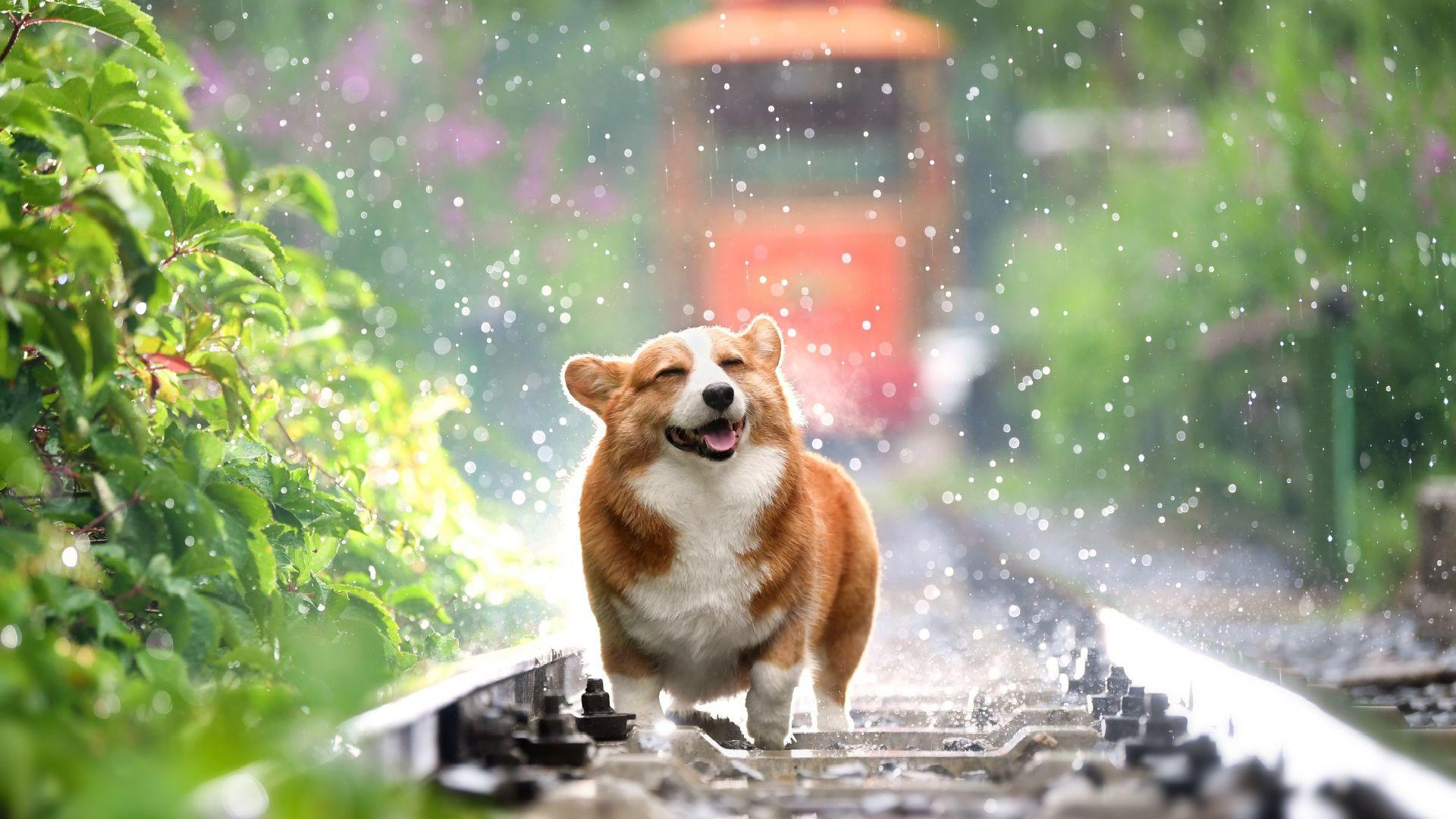 1920x1080 Cute Corgi HD Image Free Wallpaper
