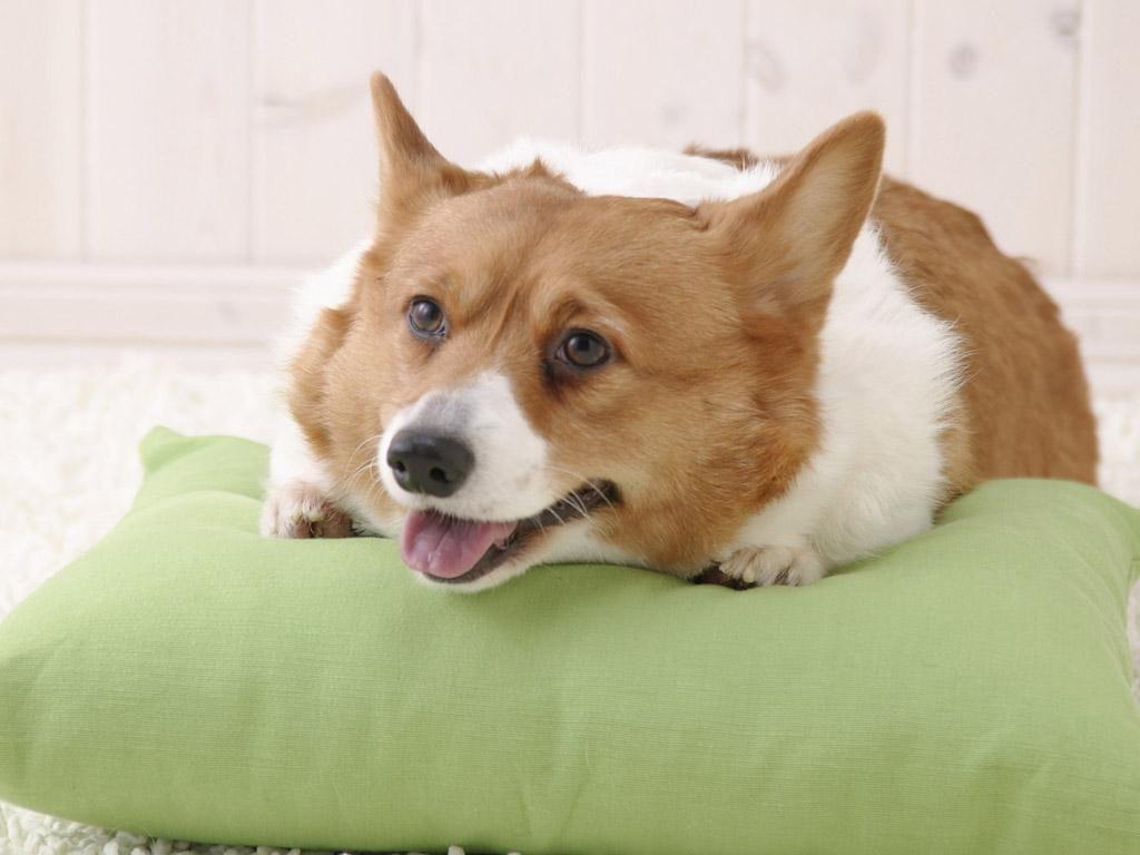 1024x768 Pembroke welsh corgi free HD wallpaper for desktop
