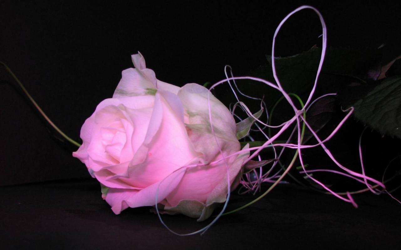 1280x800 Pink And Black Flower Wallpaper