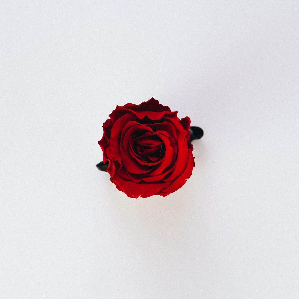 1000x1000 Rose Wallpaper: Free HD Download [HQ]
