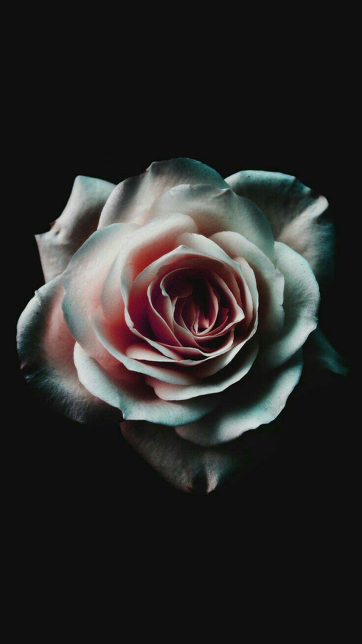 736x1308 Graphic Corner. Rose wallpaper, Beautiful flowers wallpaper, iPhone wallpaper vintage