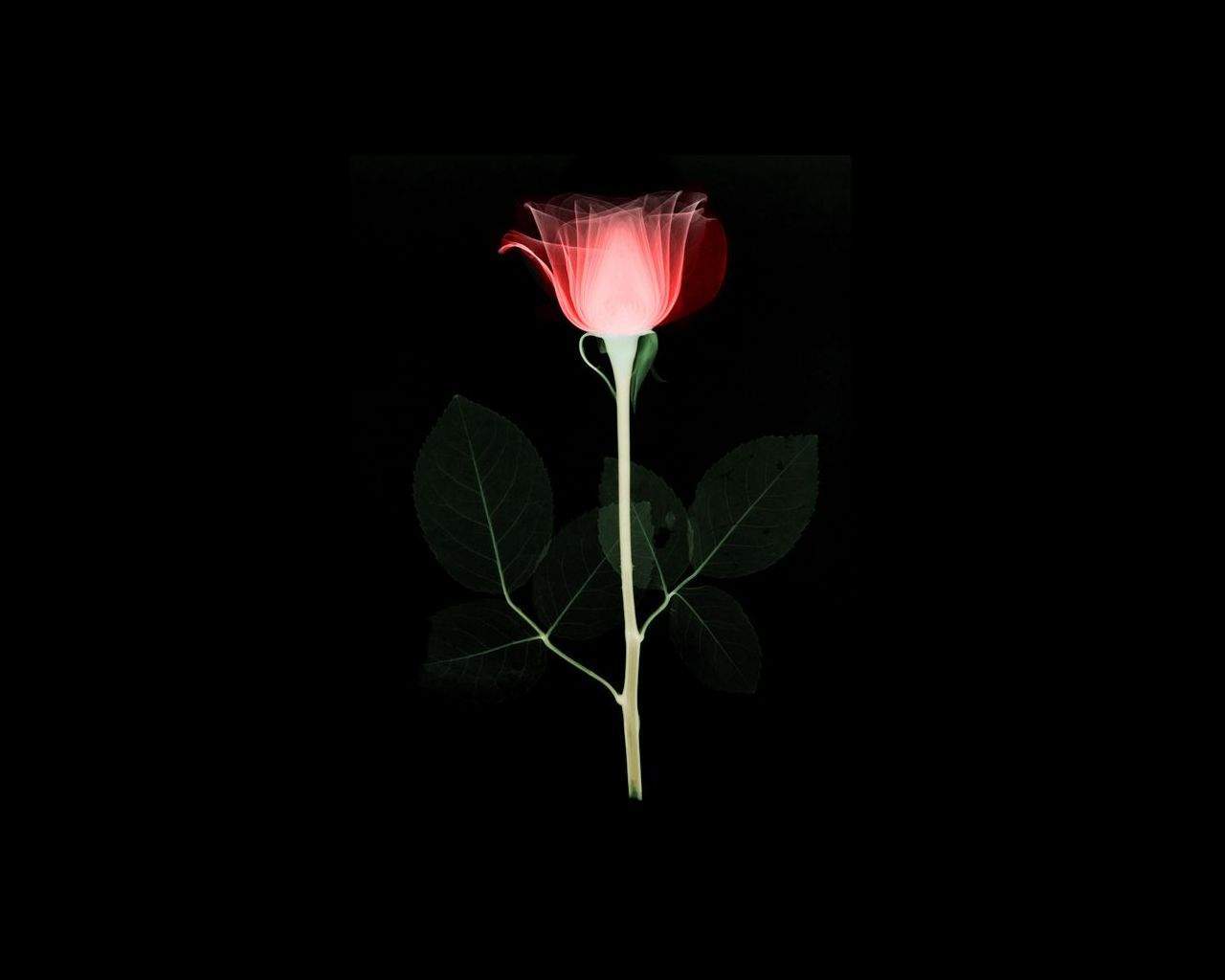 1280x1024 Free download Black and White Wallpaper Artistic Red Rose On Black Background [1280x1024] for your Desktop, Mobile & Tablet. Explore Dark Red Roses Wallpaper. Red and Black Rose Wallpaper