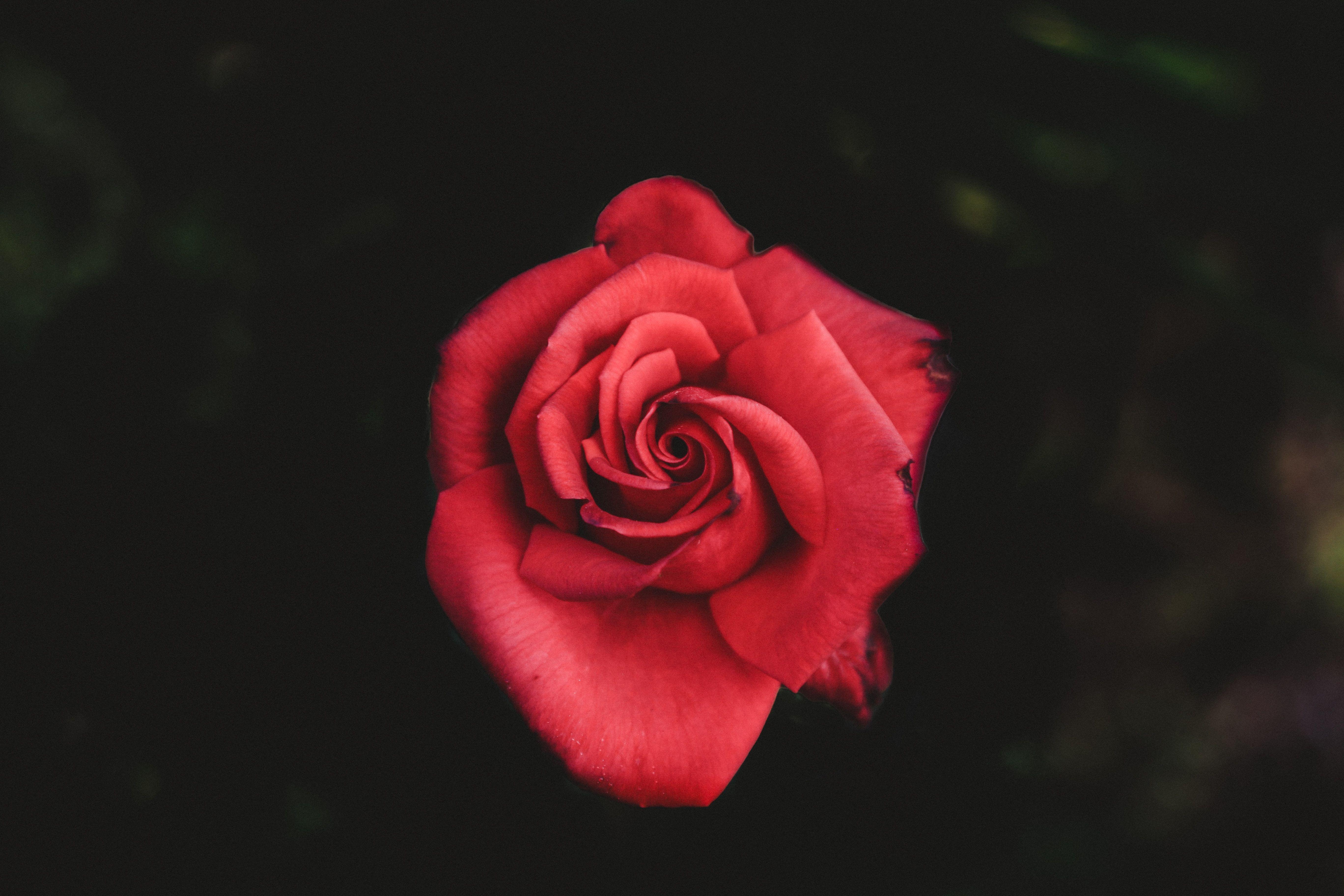 5472x3648 6016x4000 #flower wallpaper, #floral, #nature, #valentine, #desaturated, #flower background, #rose, #floral background, #pattern, #PNG image, #wallpaper, #flower, #red rose, #petal, #red. Mocah HD Wallpaper