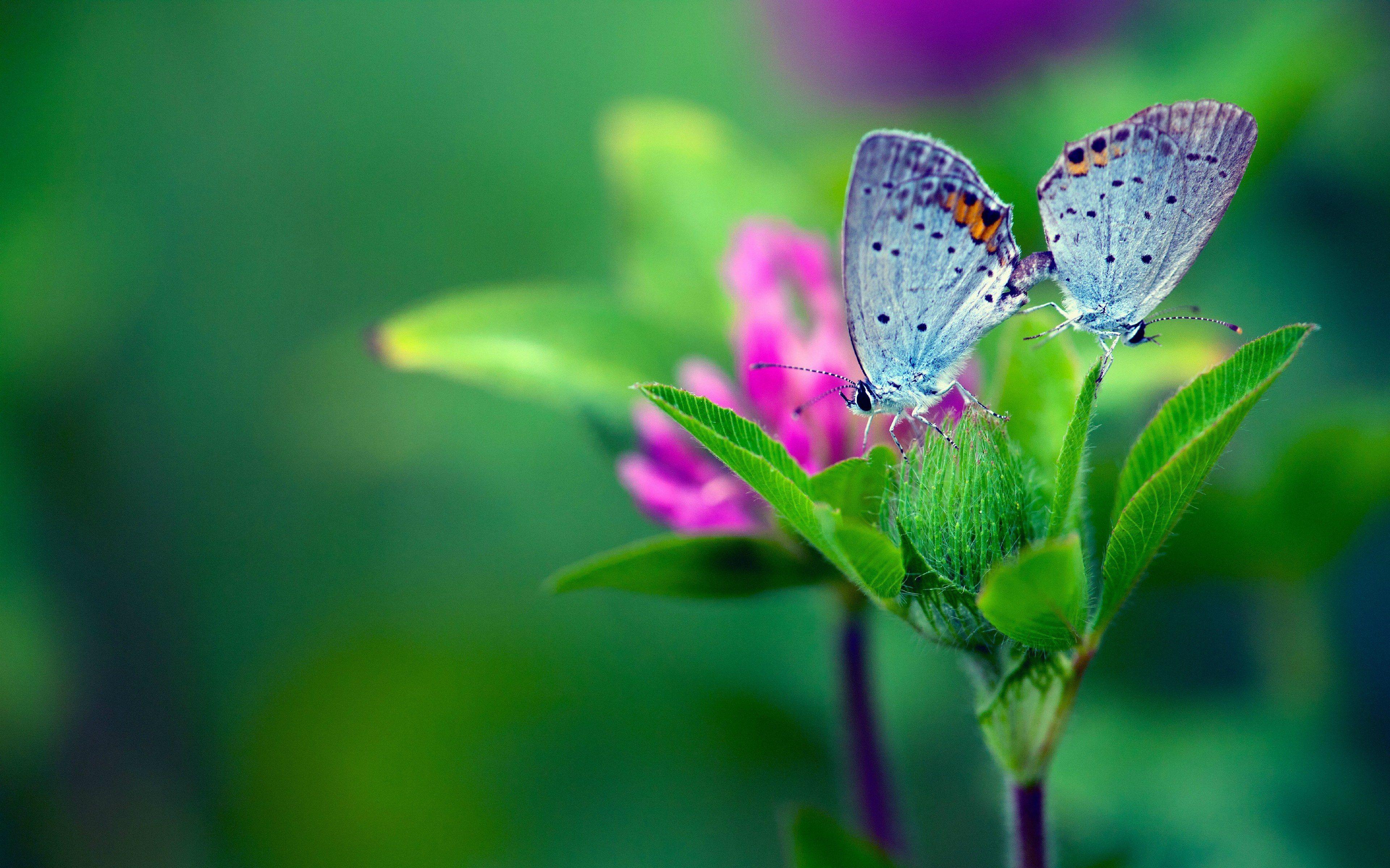 Green Butterfly Desktop Wallpapers Top Free Green Butterfly Desktop