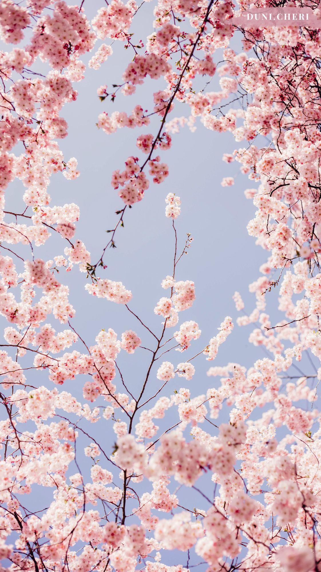 Japanese high school and cherry blossom blossom 