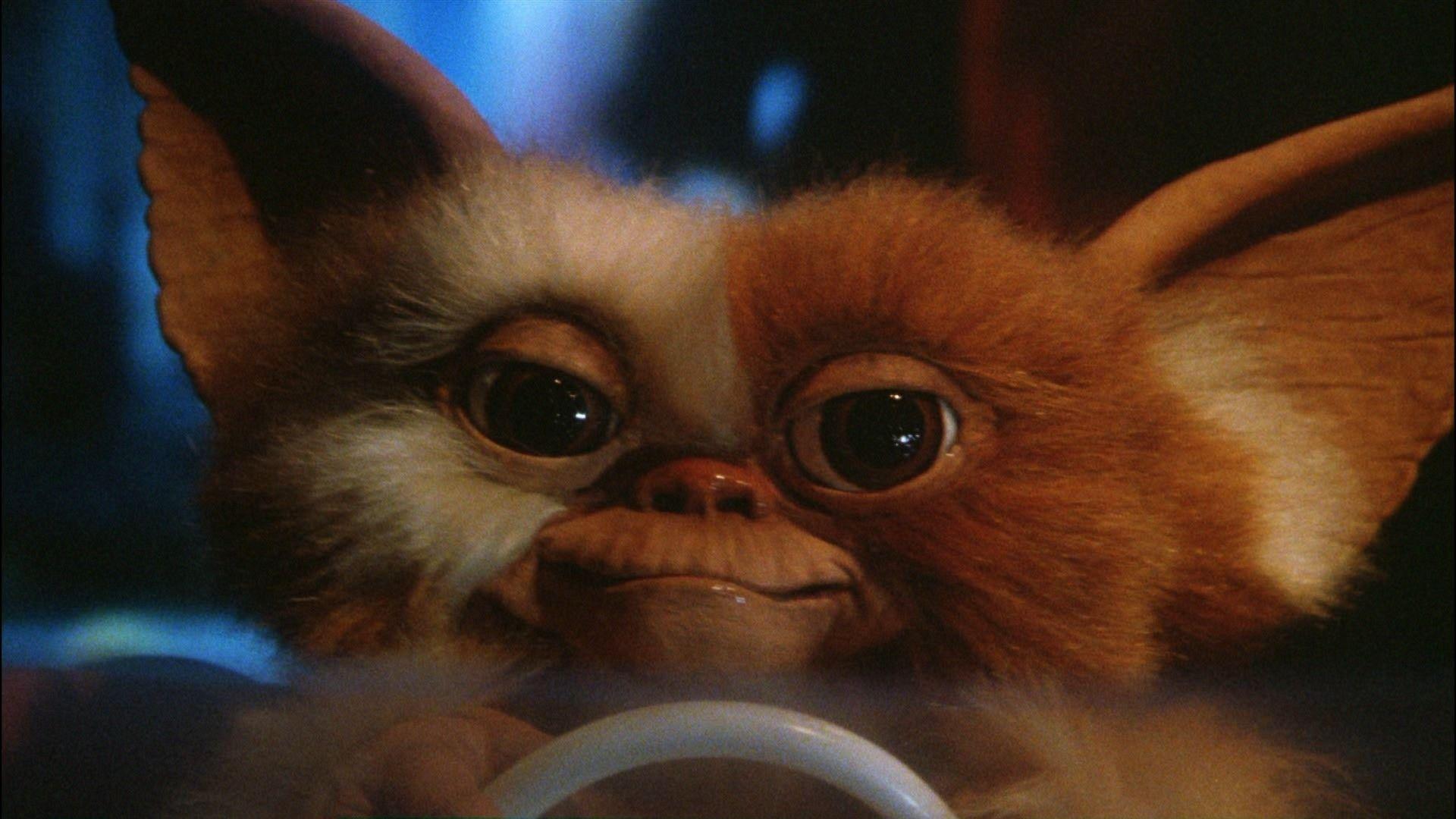 1920x1080 Gizmo Gremlins Wallpaper