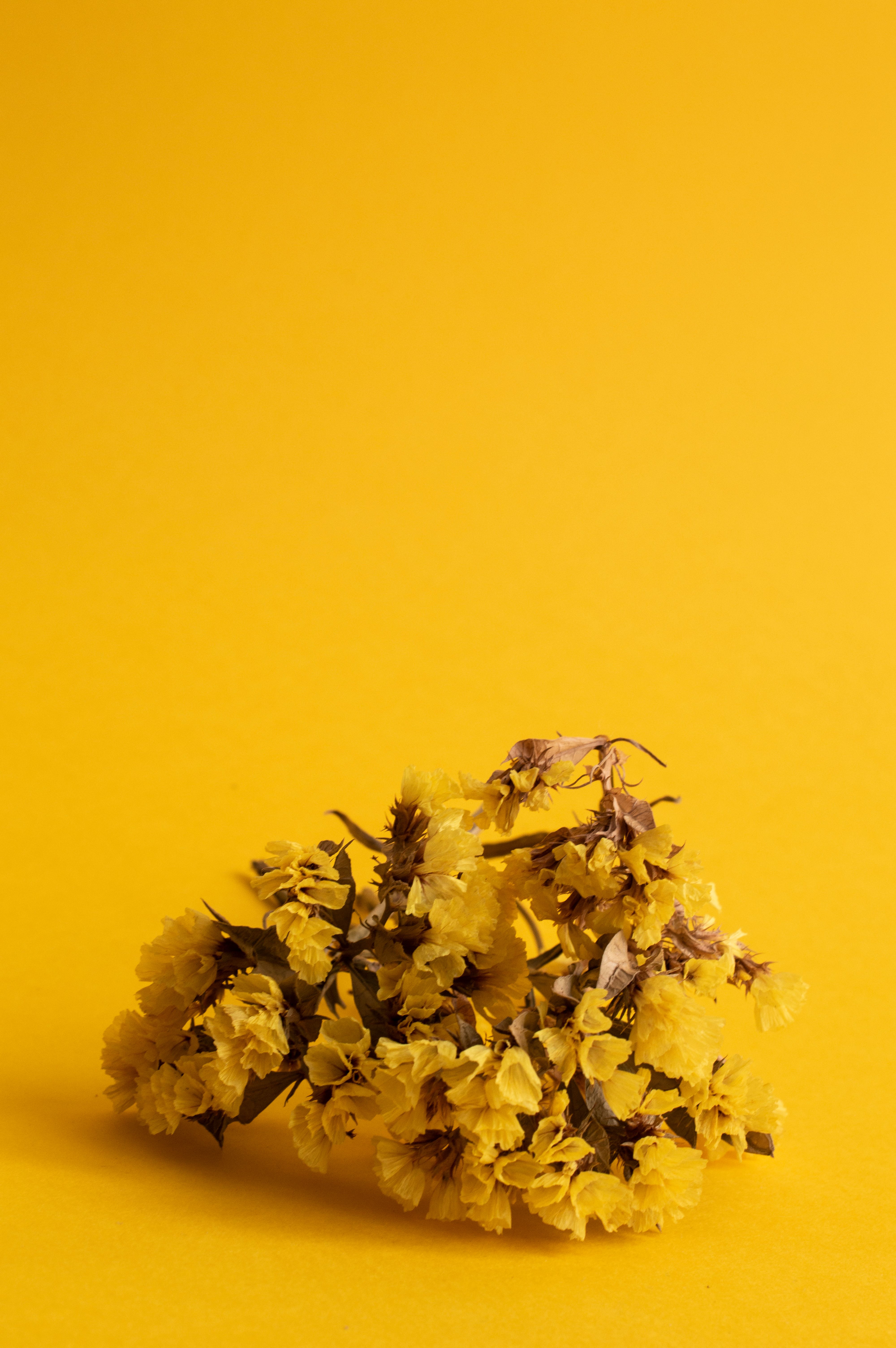 4000x6016 Yellow Wallpaper Photo, Download The BEST Free Yellow Wallpaper & HD Image