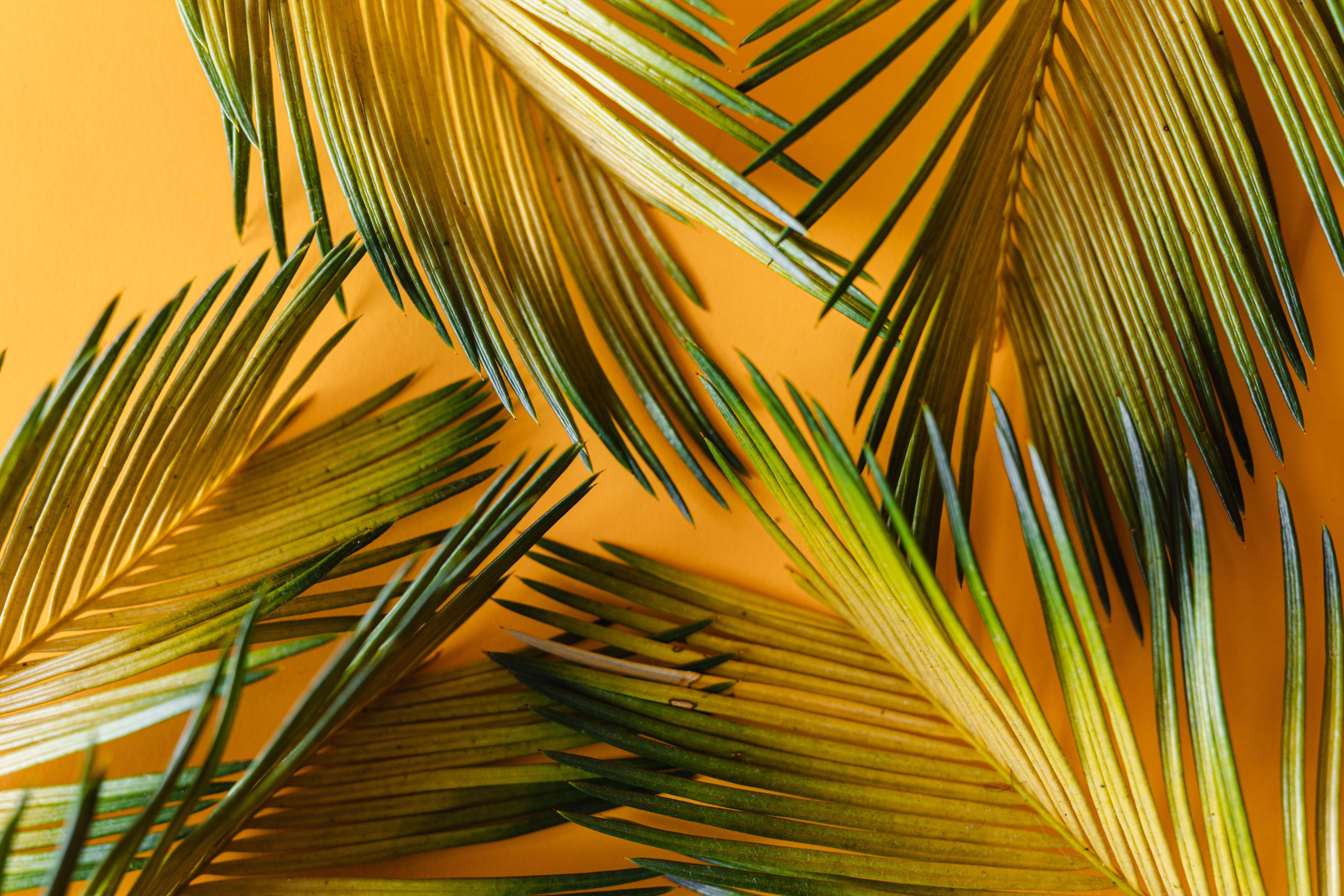 6000x4000 Yellow Wallpaper Photo, Download The BEST Free Yellow Wallpaper & HD Image