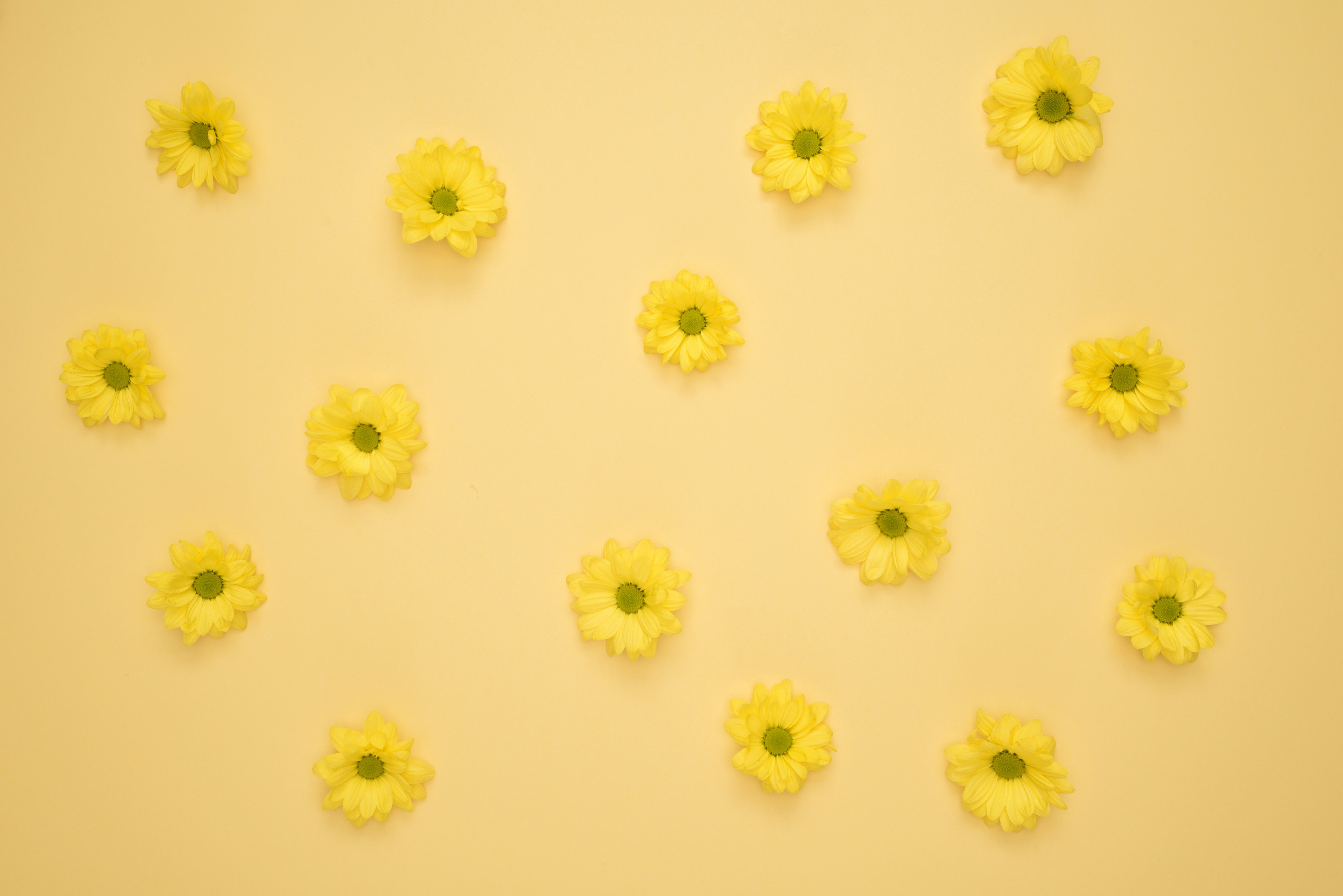 6016x4016 Yellow Wallpaper Photo, Download The BEST Free Yellow Wallpaper & HD Image