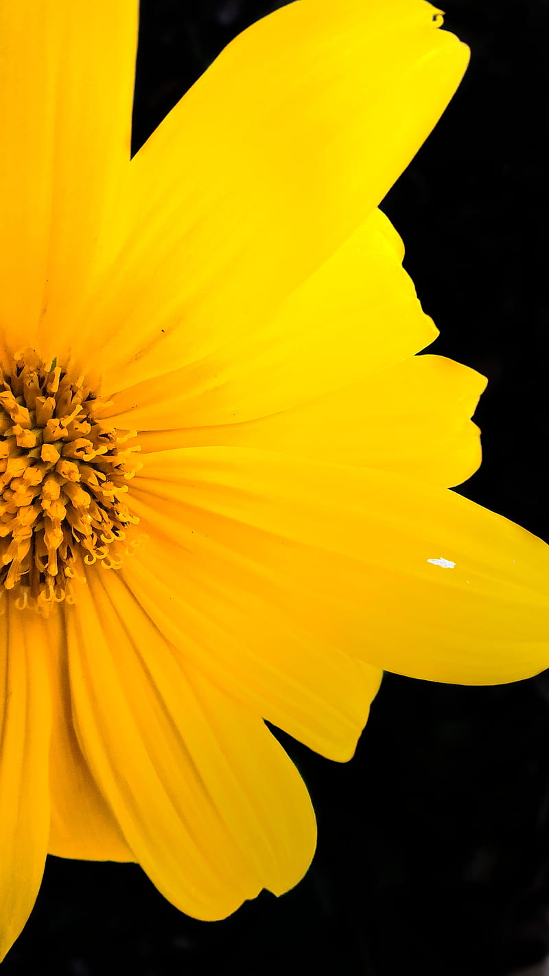 800x1422 Yellowish flower, black, black background, black, flower, happy, life, yellow flower, HD phone wallpaper