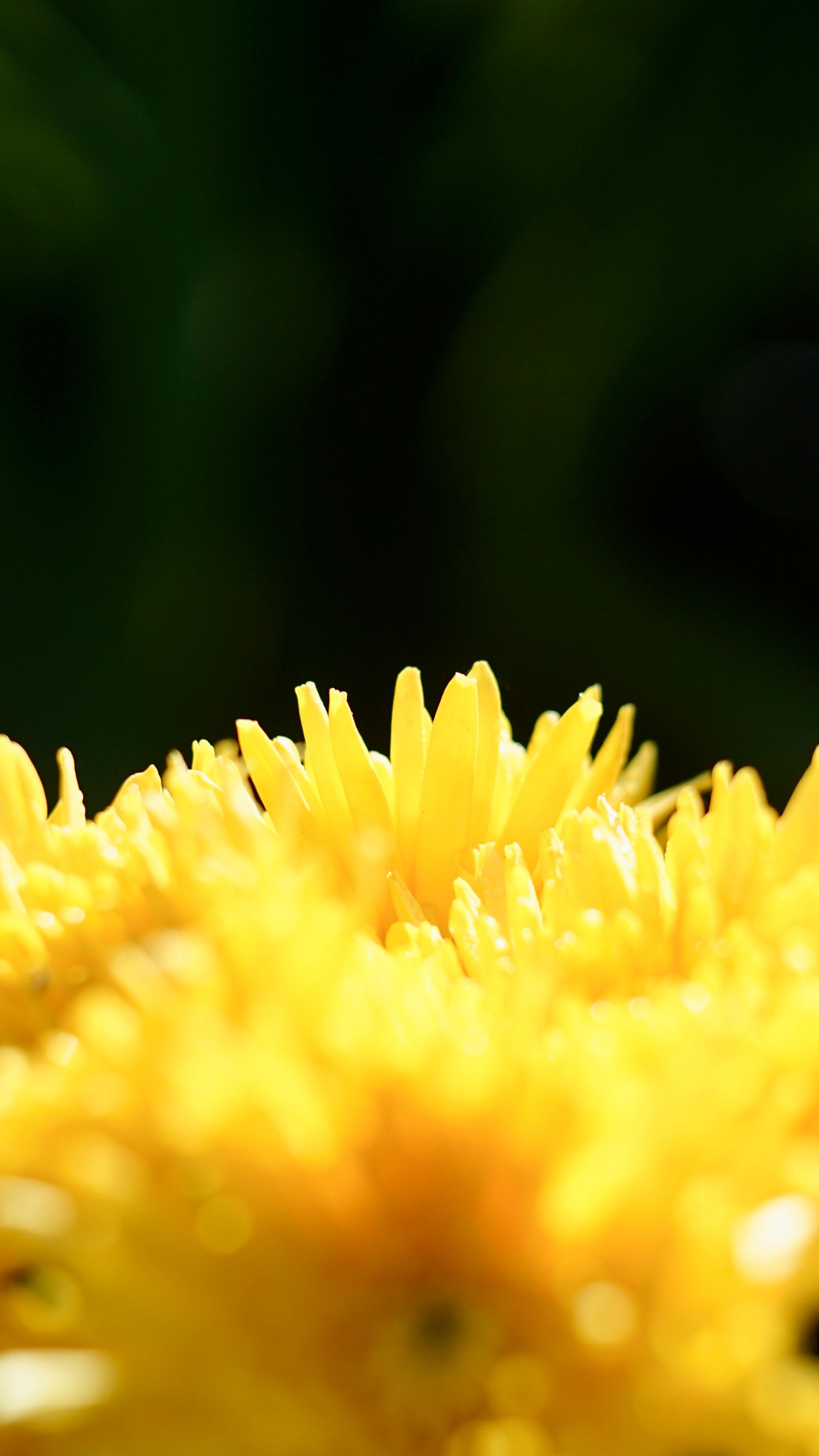 2021x3591 Yellow Photo, Download The BEST Free Yellow & HD Image