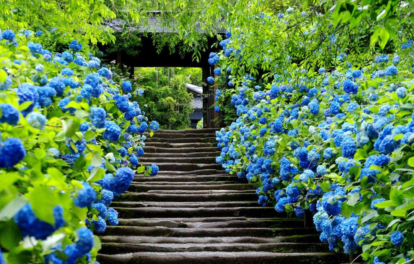 1332x850 Wallpaper flowers, gate, Japan, ladder, Kamakura image for desktop, section город