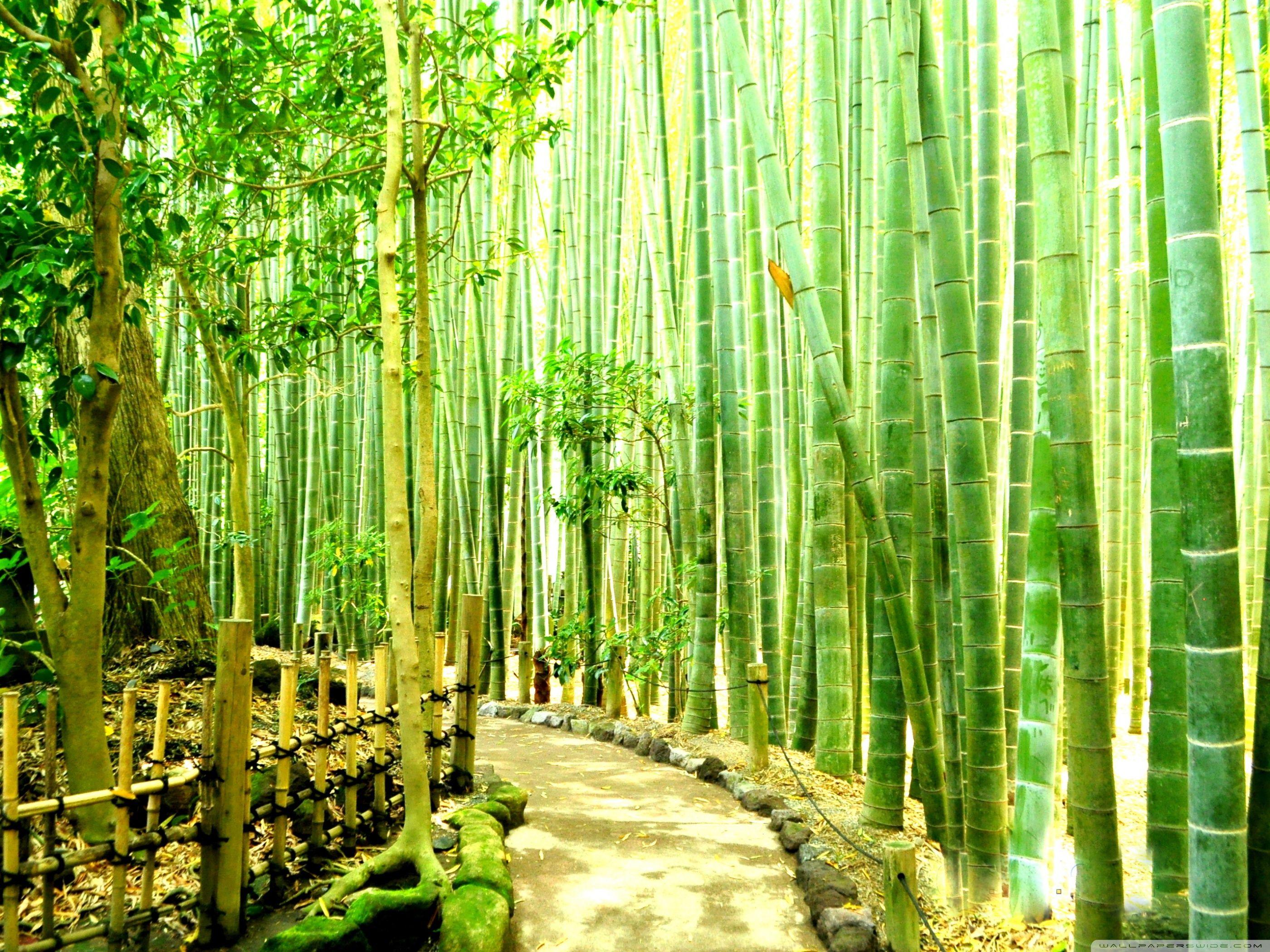 2800x2100 Bamboo Forest Kamakura Ultra HD Desktop Background Wallpaper for 4K UHD TV : Widescreen & UltraWide Desktop & Laptop : Tablet