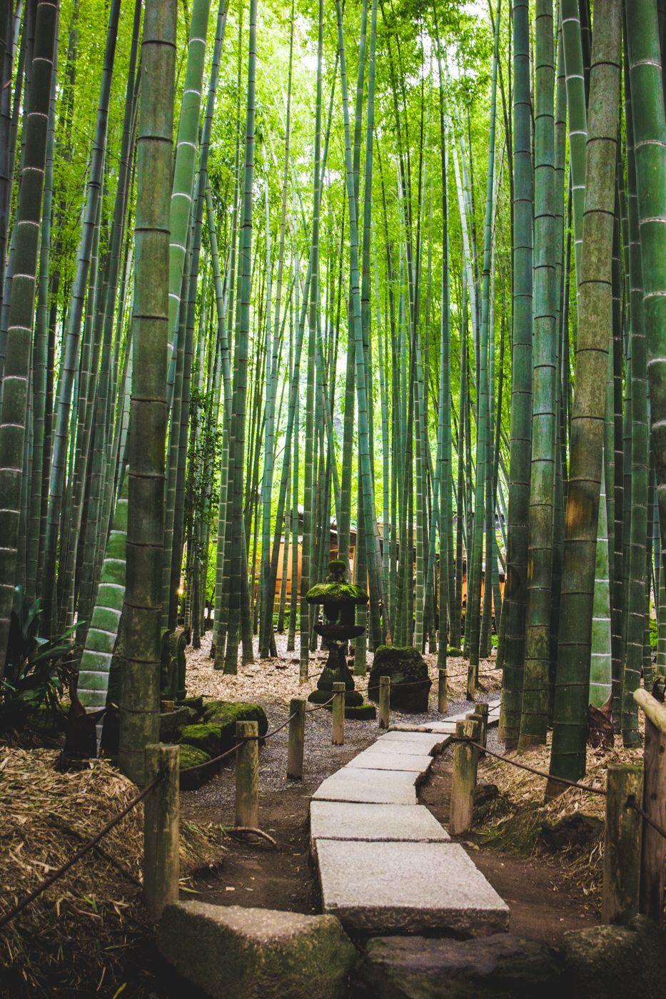 933x1400 Hokokuji Temple In Kamakura. Japan temple, Bamboo forest japan, Kamakura