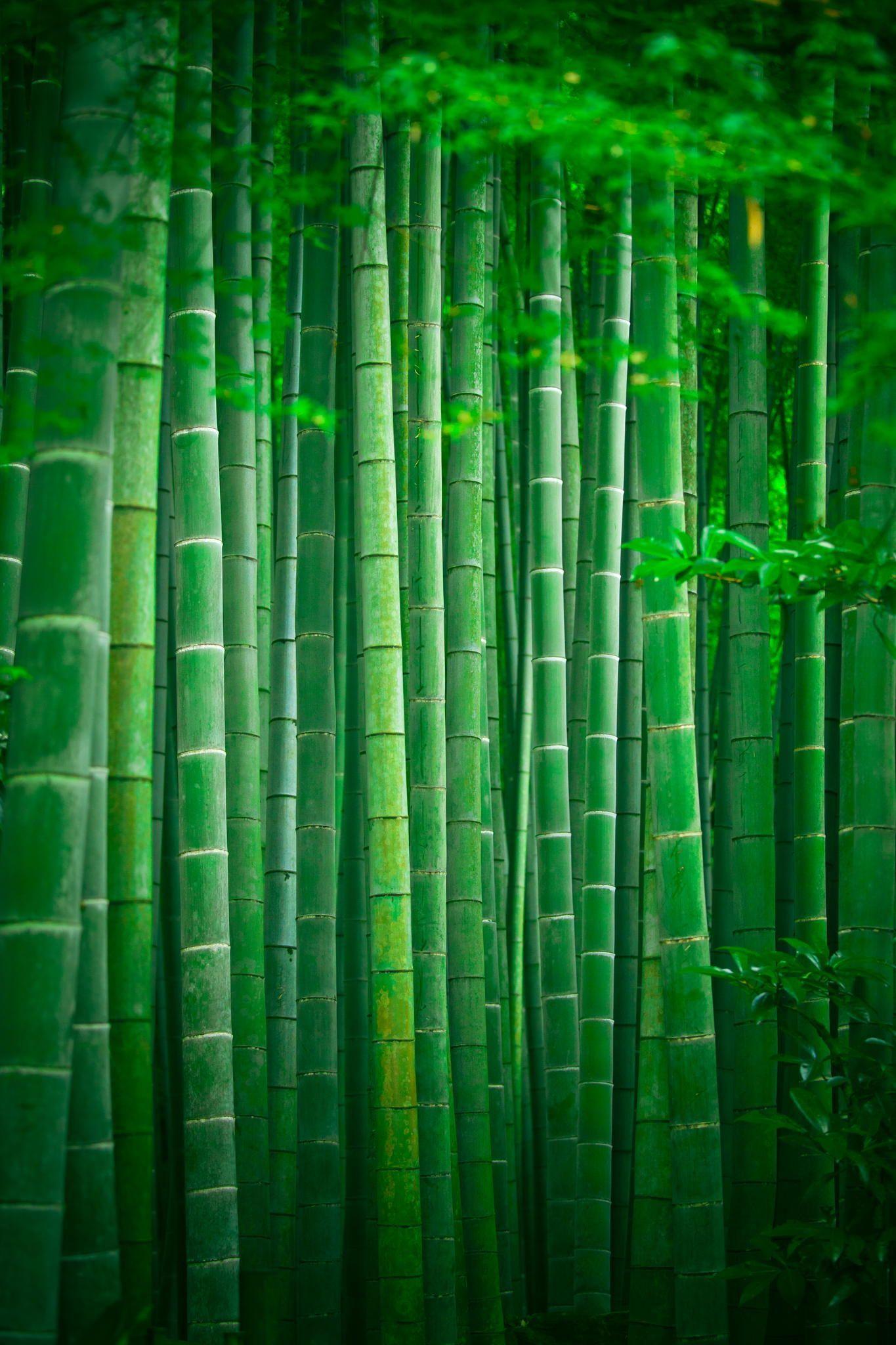1365x2048 Bamboo forest park Japan. Green nature wallpaper, Bamboo, Bamboo forest