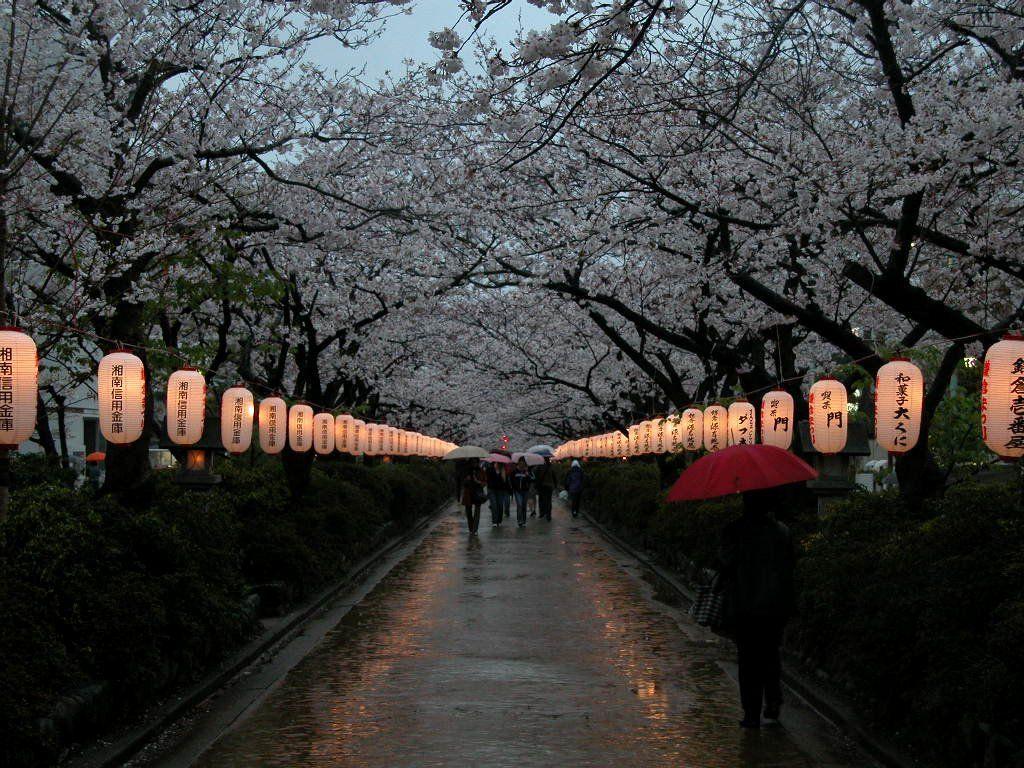 1024x768 Lanterns on Wakamiya Oji road. Kamakura, kanagawa, Japan. Kamakura, Japanese buildings, Scenery