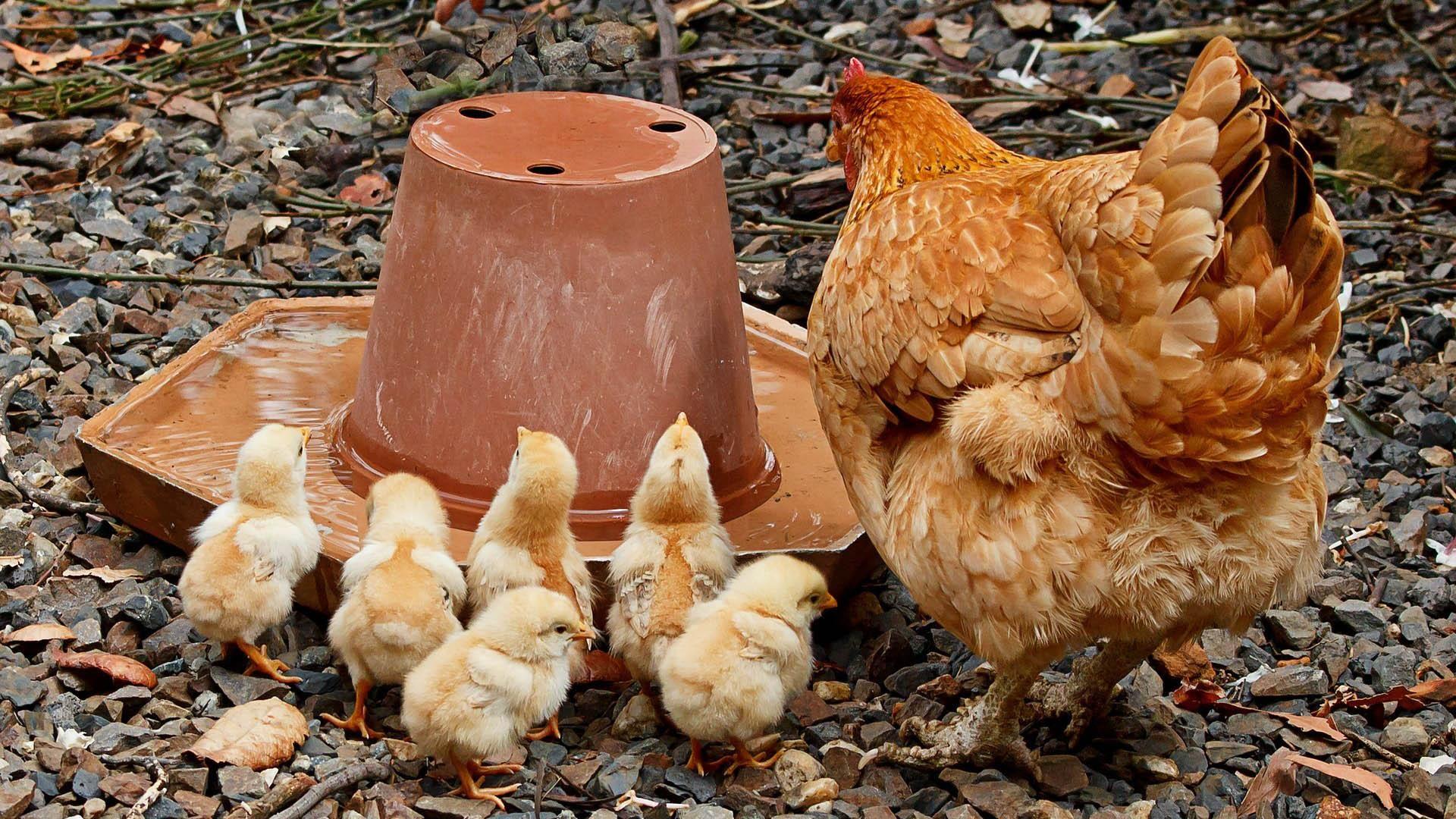 free poultry farm management software