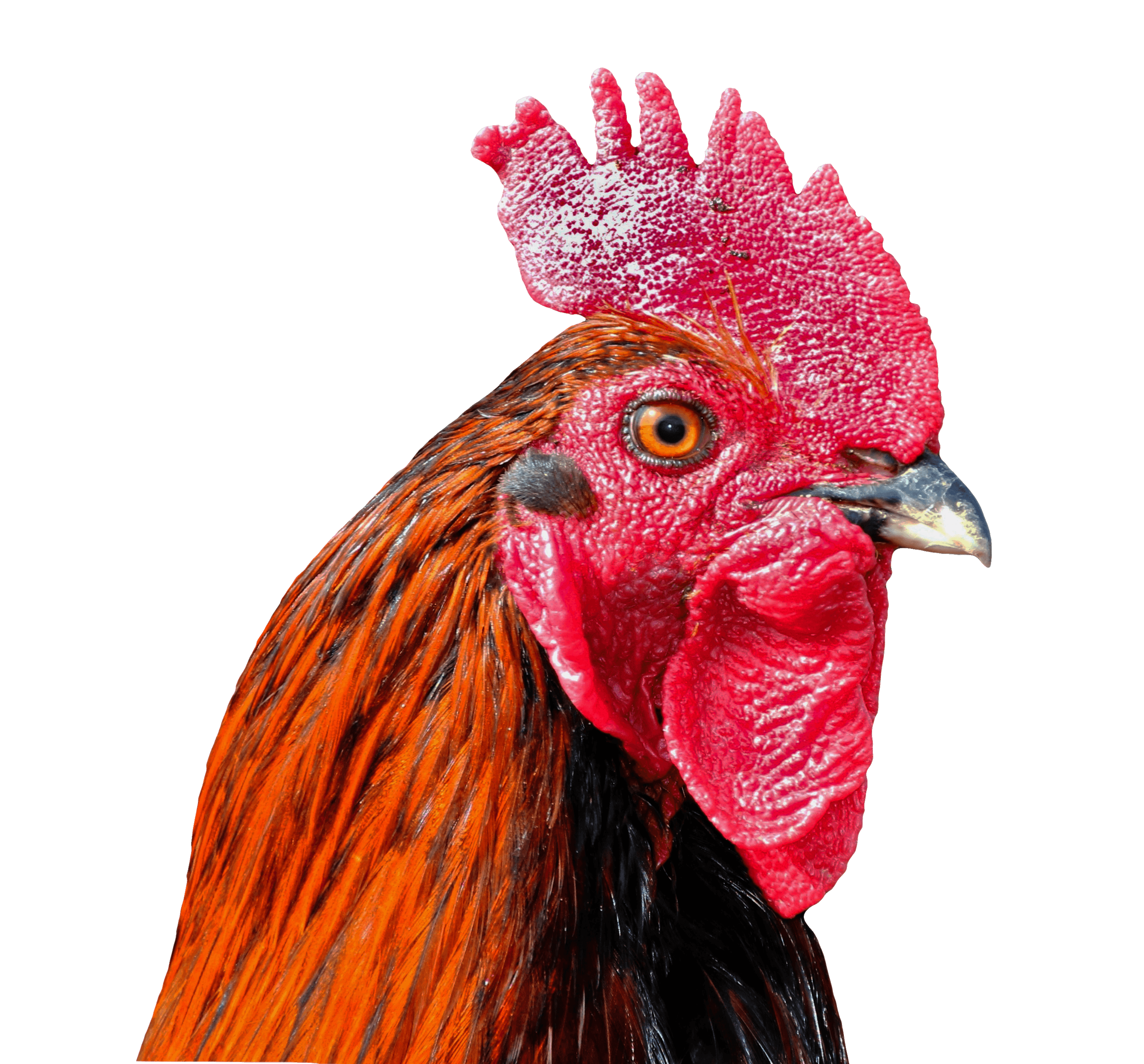 3000x2789 Background Wallpaper Cock Bird Poultry