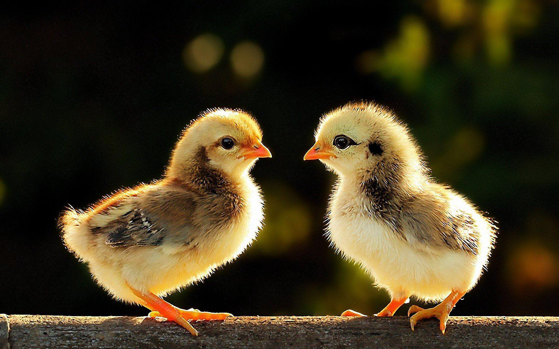 1920x1200 mayu™️ on Twitter. Baby chickens, Cute animals, Baby chicks