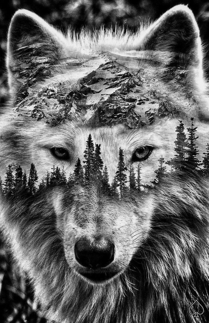 Wolf Tattoo Wallpapers - Top Free Wolf Tattoo Backgrounds - WallpaperAccess