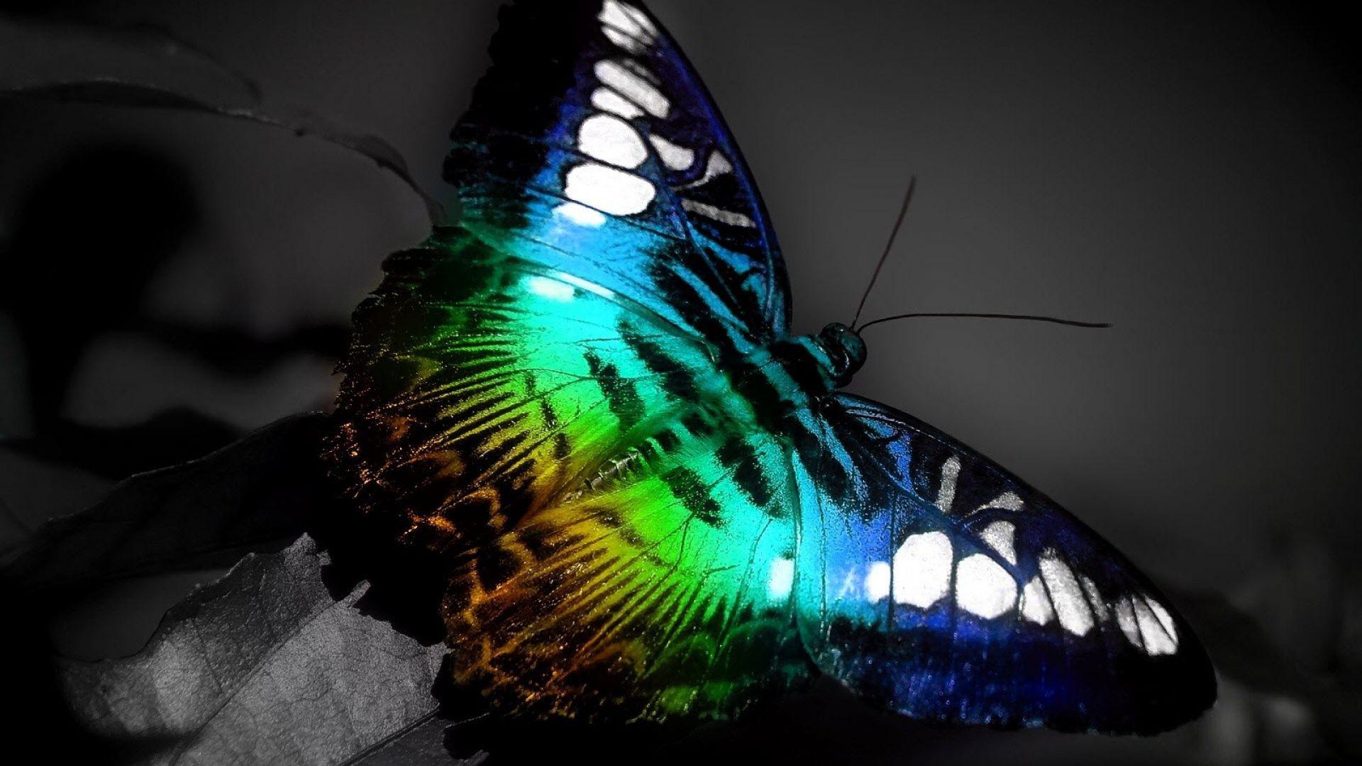 1920x1080 Download Wallpaper 1920x1080 butterfly, colorful, neon, leaves Full HD 1080p HD Background