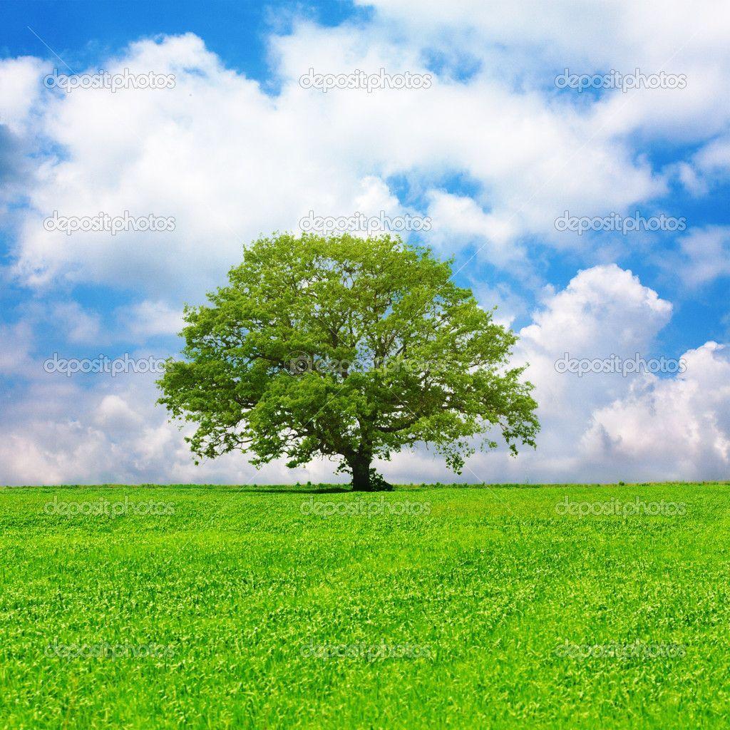 Single Tree Wallpapers - Top Free Single Tree Backgrounds - WallpaperAccess