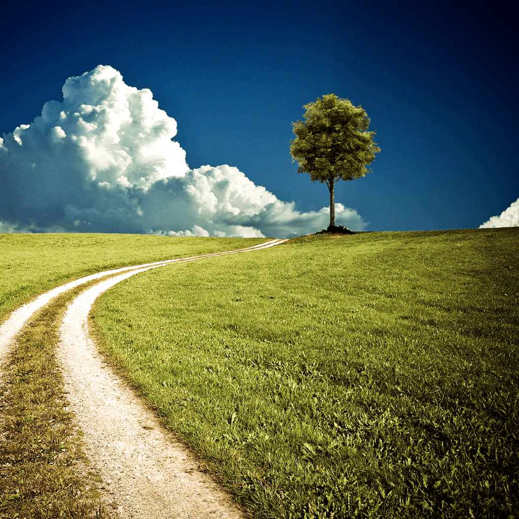 1024x1024 Single Tree Wallpaper