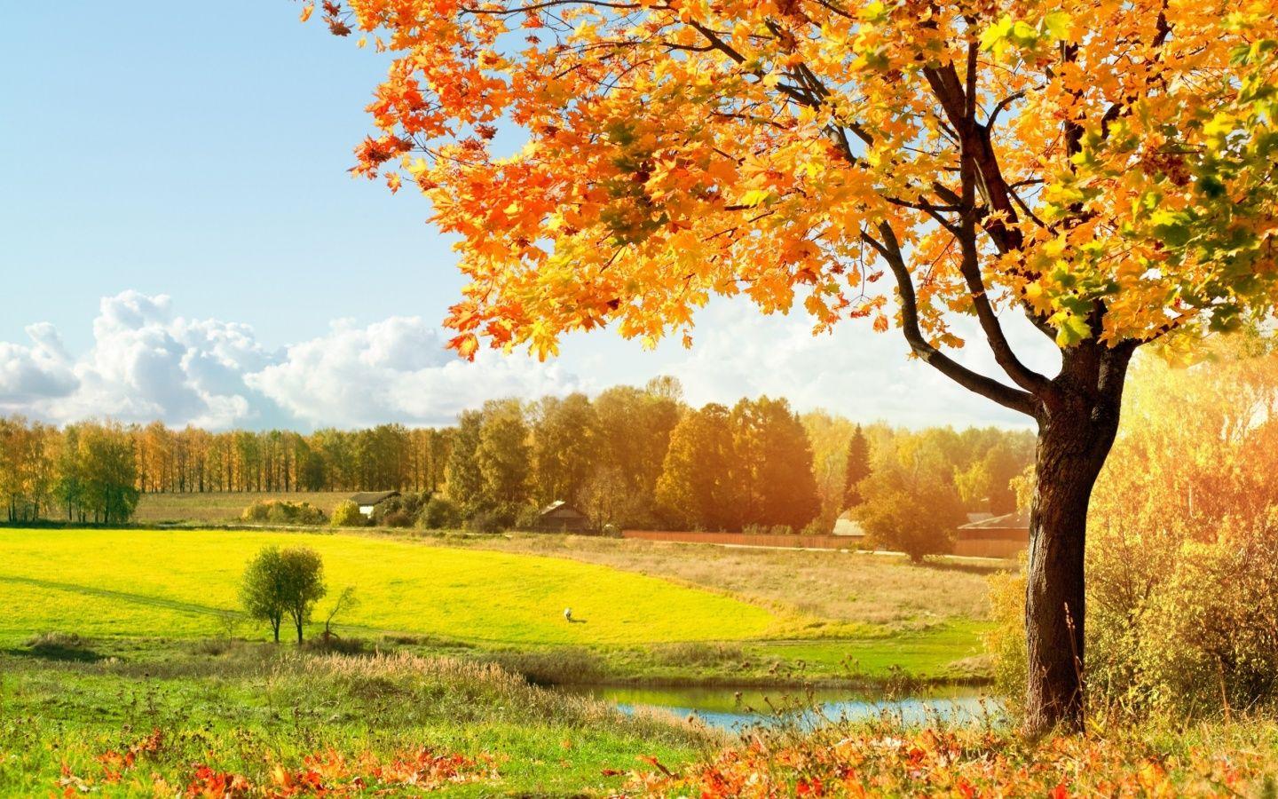 1440x900 Free download Life is Better with a Cute Outfit Single Tree Green Tree [1440x900] for your Desktop, Mobile & Tablet. Explore Trees Wallpaper. Tree Wallpaper for Walls, Birch Tree