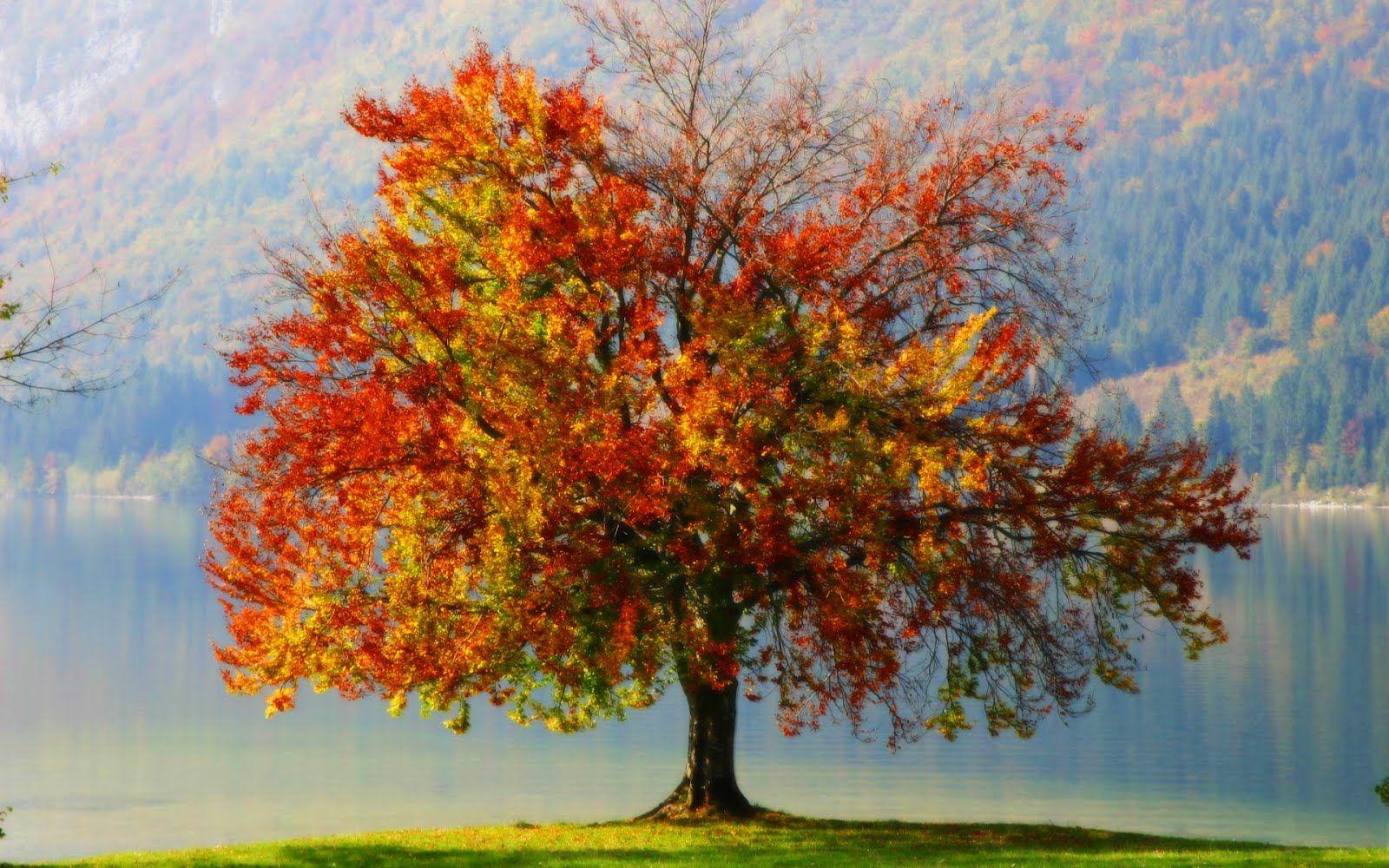 1600x1000 Life is Better with a Cute Outfit: Single Tree, Green Tree Wallpaper for Desktop Background Free