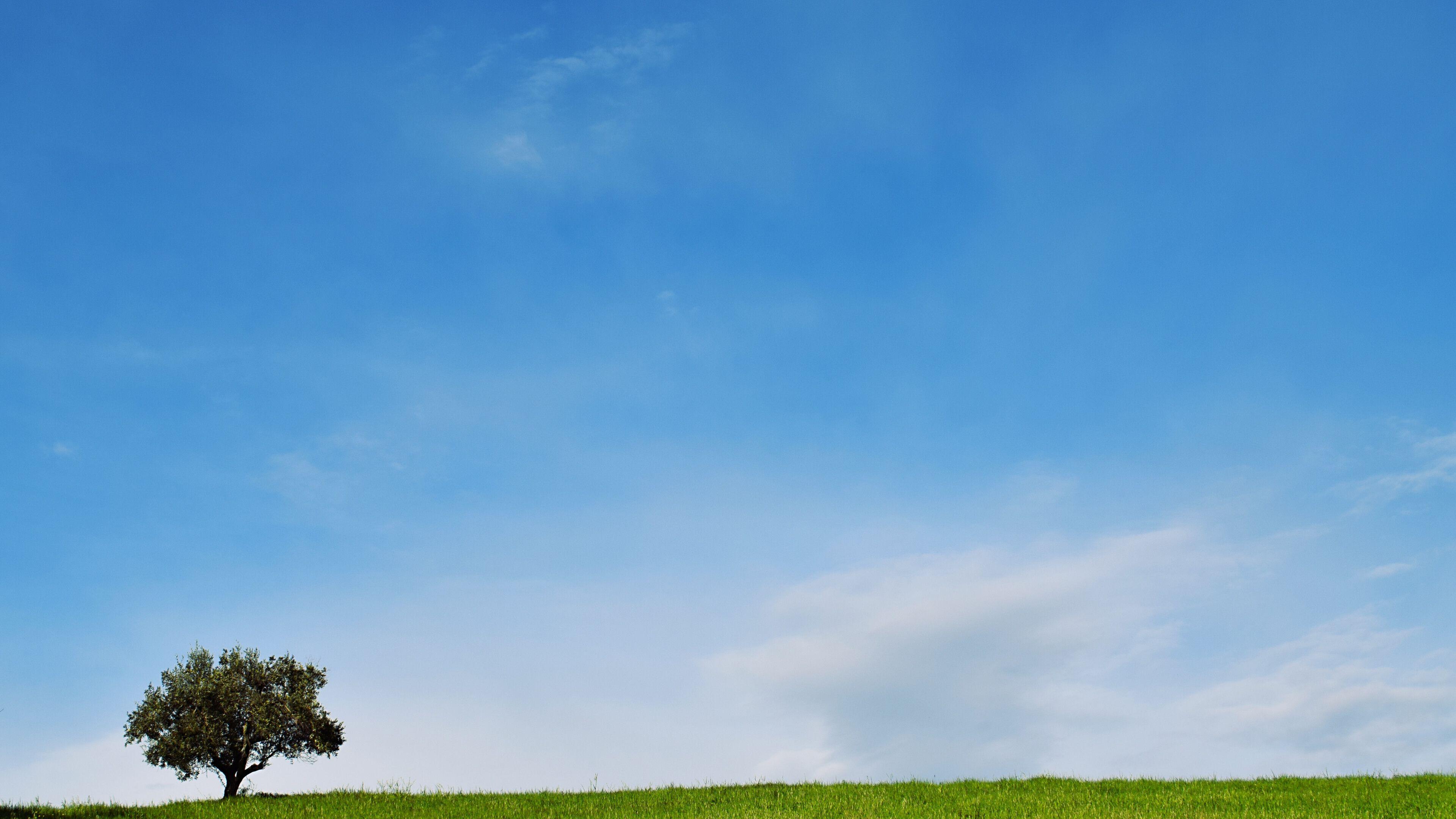 3840x2160 Beautiful Green Meadow and Single Tree 3840x2160 4K UHD (UltraHD)