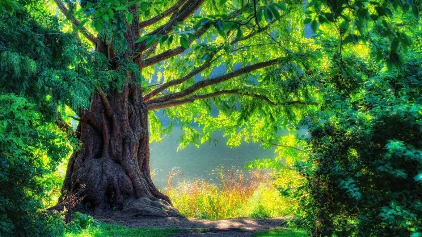 1366x768 single tree long arms mobile iphone wallpaper