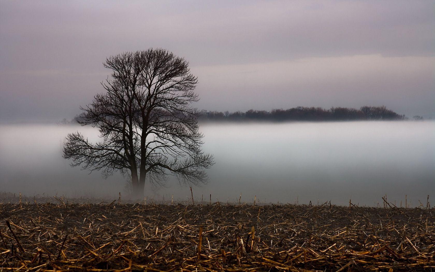 1680x1050 Foggy Field And Single Tree Wallpaper