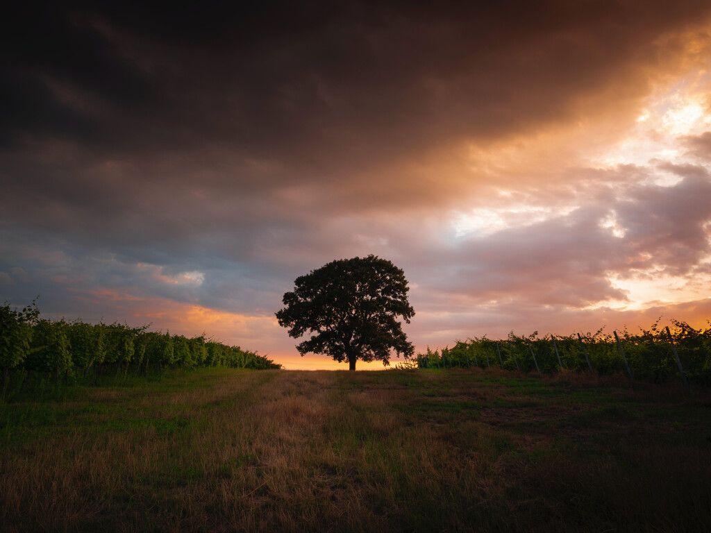 1024x768 Single Tree in Meadow and Forest 1024x768