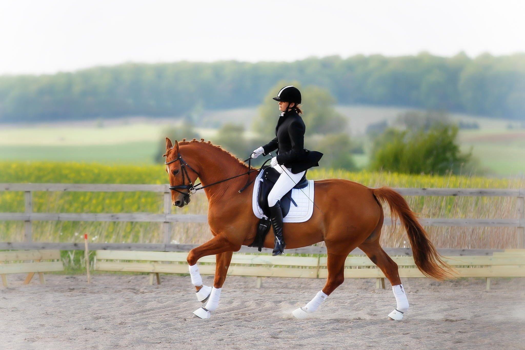 2048x1365 brown horse, rider, equestrian, animal