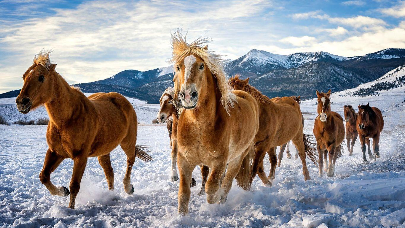 1366x768 Horse Cartoon Wallpaper .