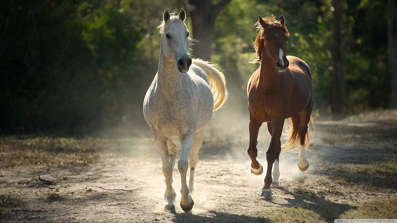 1366x768 Horse wallpaper 1366x768 (laptop) desktop background