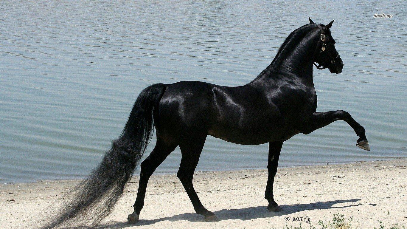 1366x768 Horse wallpaper 1366x768 (laptop) desktop background