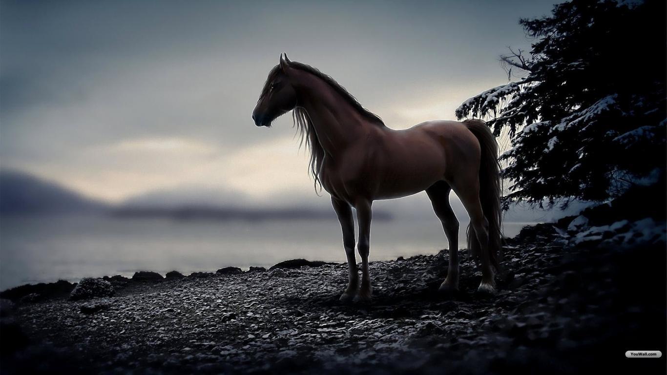 1366x768 Horse wallpaperx768