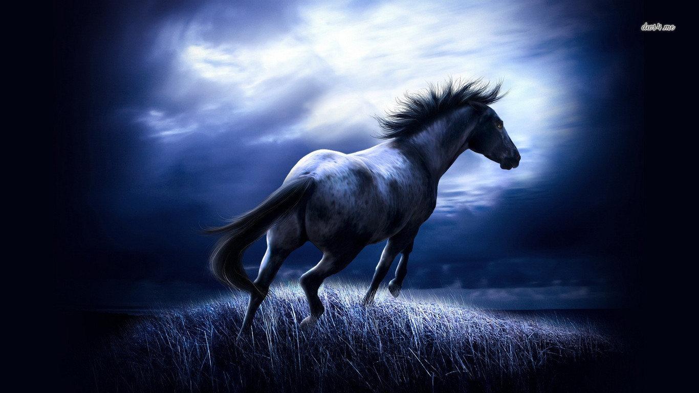 1366x768 Horse wallpaper 1366x768 (laptop) desktop background