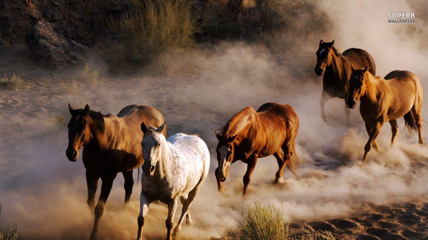 1366x768 Wild horses. Wild horses wallpaper 1366x768. Horse wallpaper, Wild horses running, Wild animals picture
