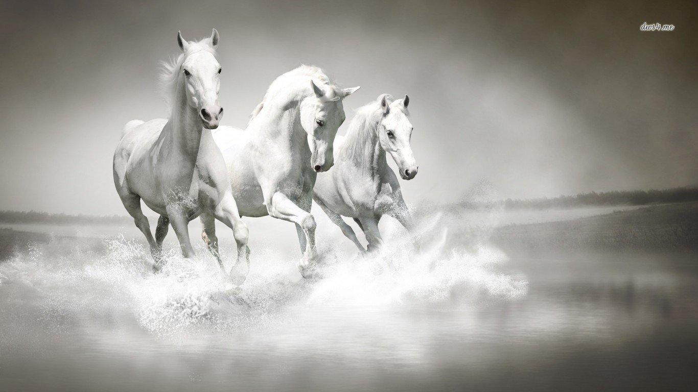 1366x768 Horse wallpaper 1366x768 (laptop) desktop background