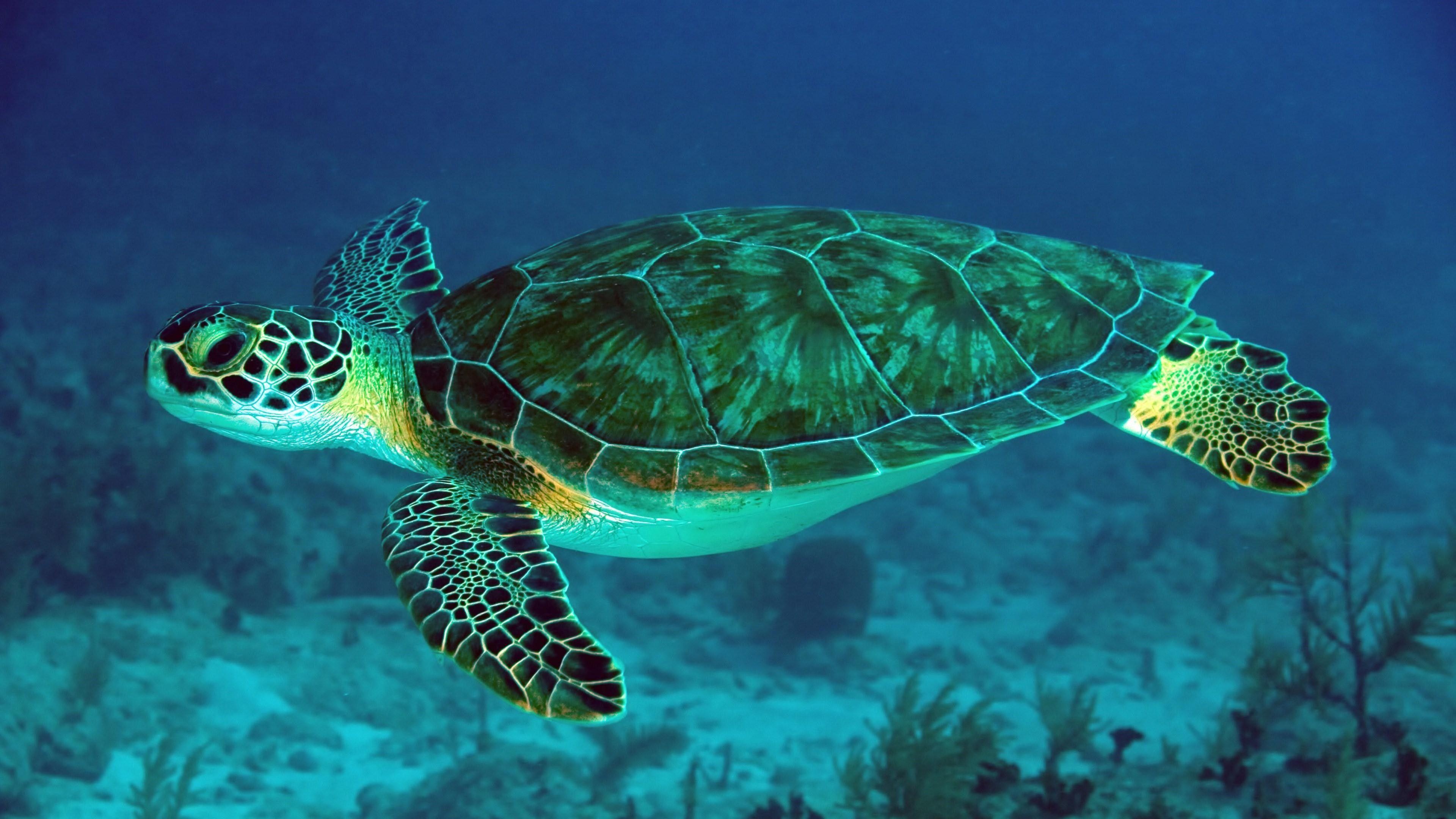 Cartoon Sea Turtle Wallpapers - Top Free Cartoon Sea Turtle Backgrounds