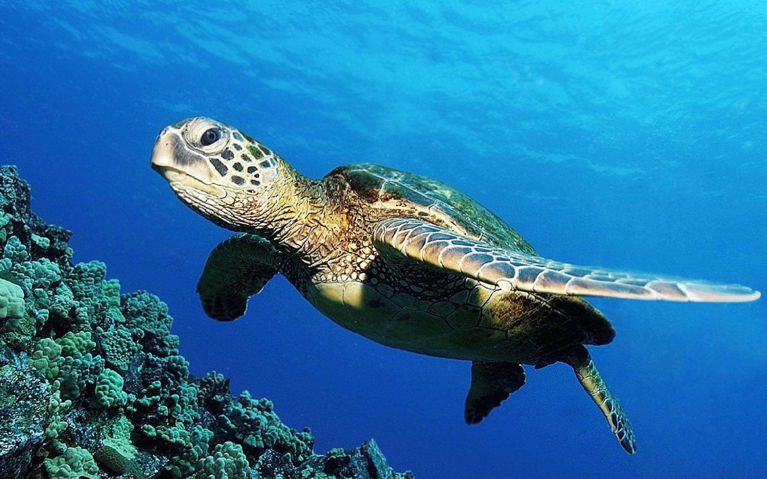 2560x1600 Green Sea Turtle Wallpaper Desktop Wallpaper Turtle Background HD HD Wallpaper