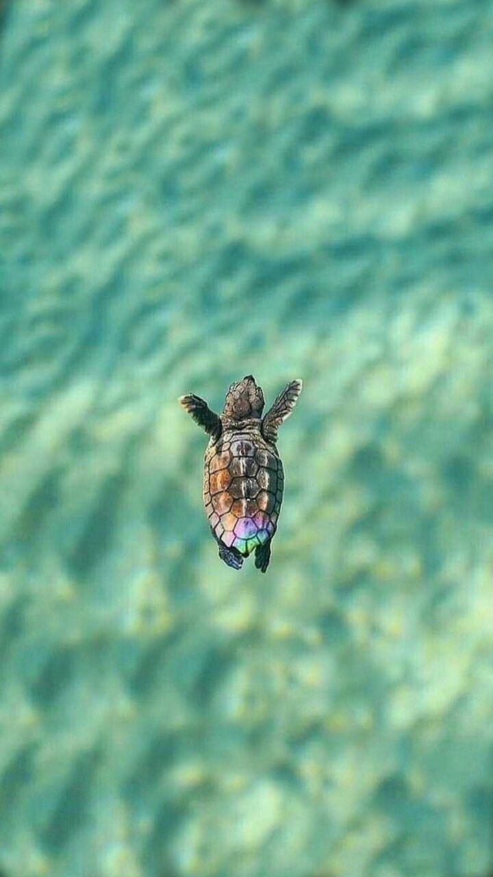 720x1280 Turtle Wallpaper
